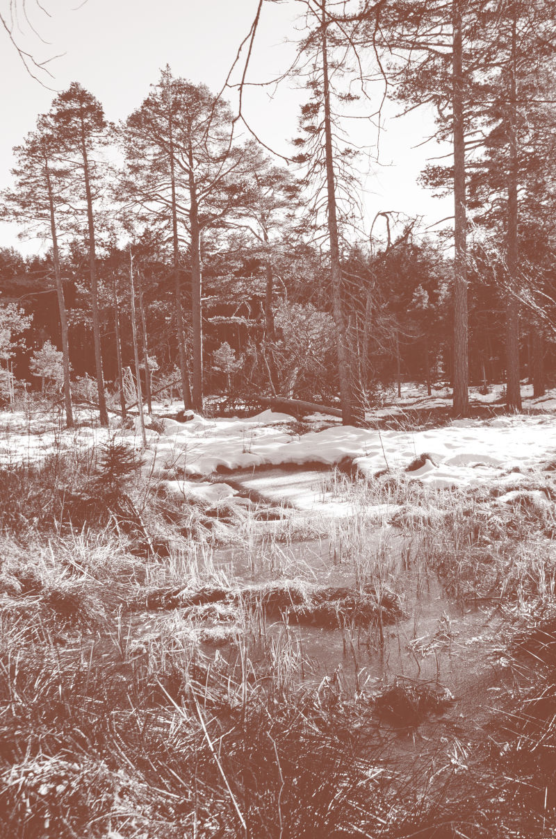 An image of a little forest in the peatlands